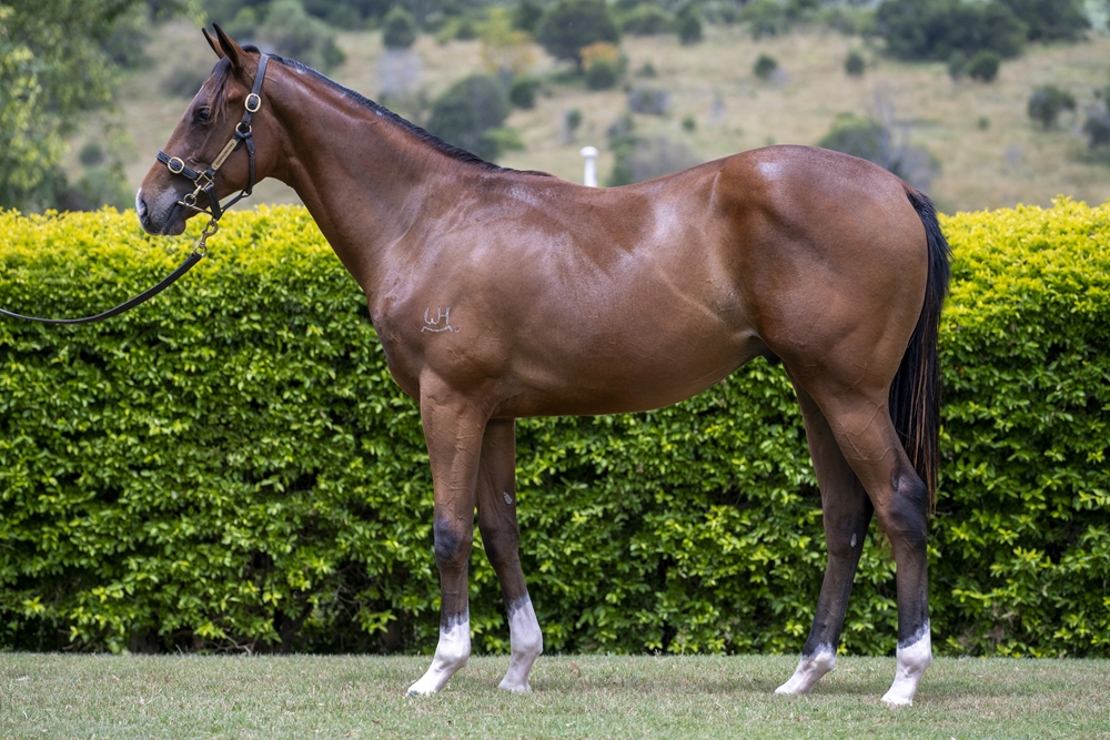 Jonker (AUS) / Shapley Curtis (AUS) 2024 Colt - Image 1