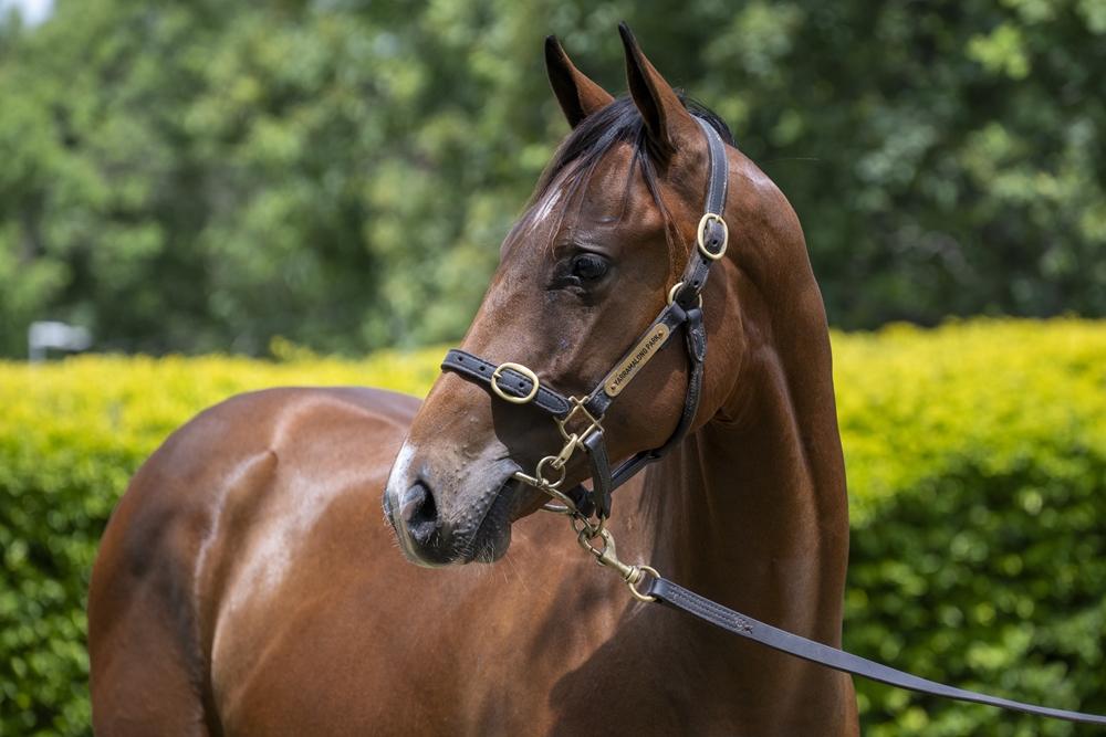 Jonker (AUS) / Shapley Curtis (AUS) 2024 Colt - Image 2