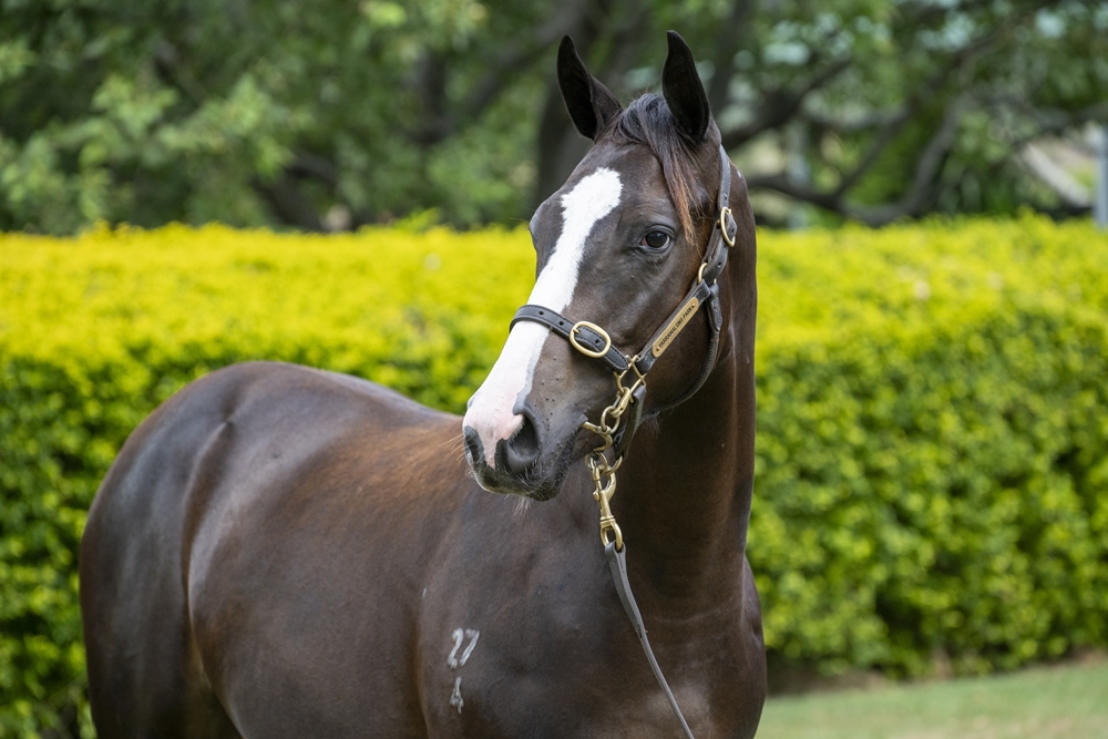 Better Than Ready (AUS) / Summer Glen (AUS) 2024 Colt - Image 1