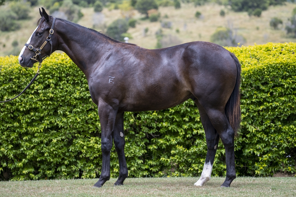 Better Than Ready (AUS) / Summer Glen (AUS) 2024 Colt - Image 2