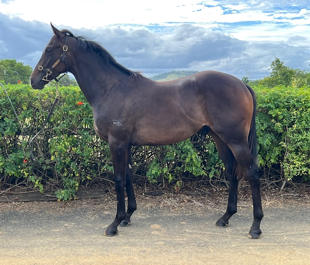 Admire Mars (JPN) / Fastnet Heart (AUS) 2024 Colt - Image 1