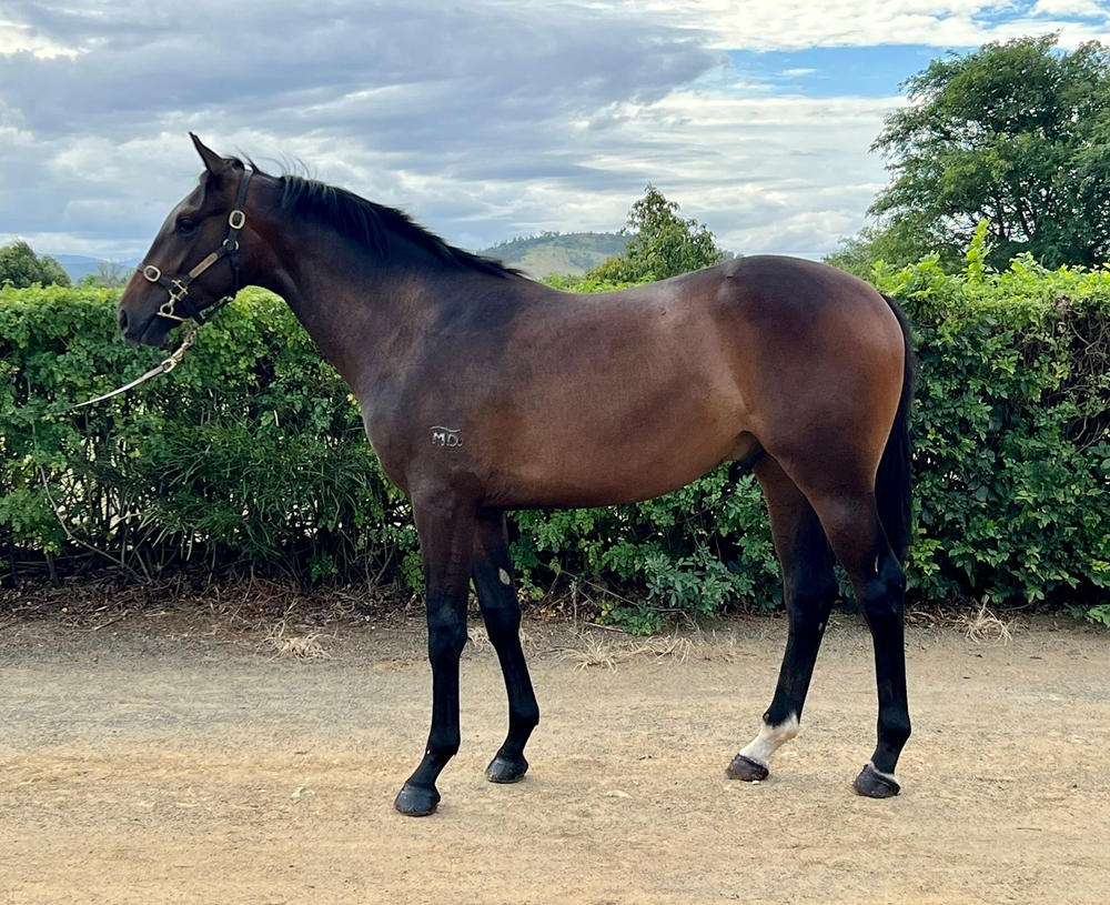 Hitotsu (AUS) / Lady Who (AUS) 2024 Colt - Image 1