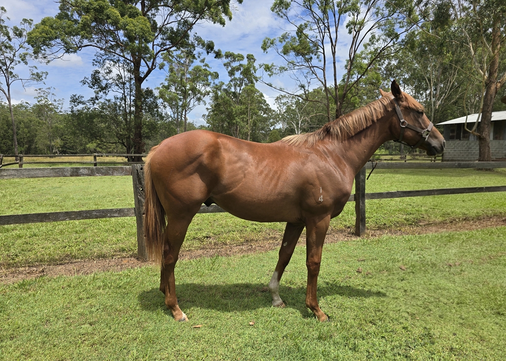 Invader (AUS) / Side Deal (AUS) 2024 Colt - Image 1