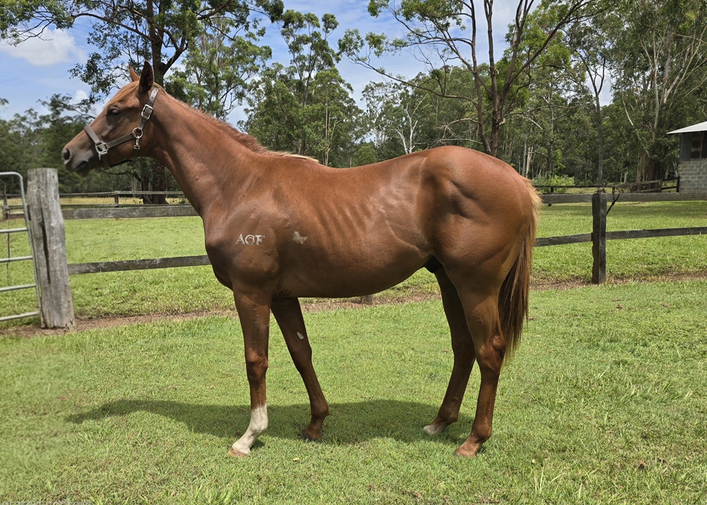 Invader (AUS) / Side Deal (AUS) 2024 Colt - Image 2