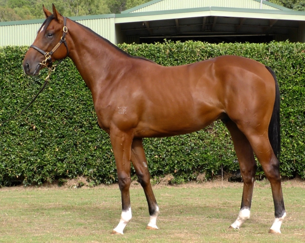 Jacquinot (AUS) / Wabeel (AUS) 2024 Colt - Image 1