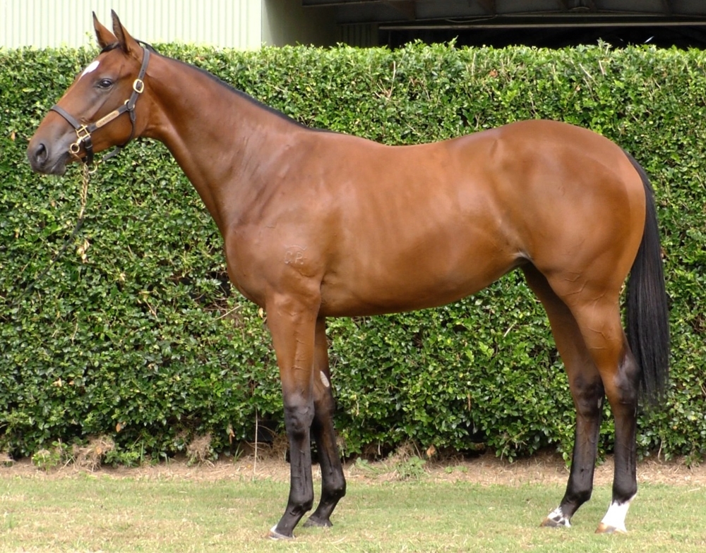 Tiger of Malay (AUS) / Distraught (AUS) 2024 Filly - Image 1
