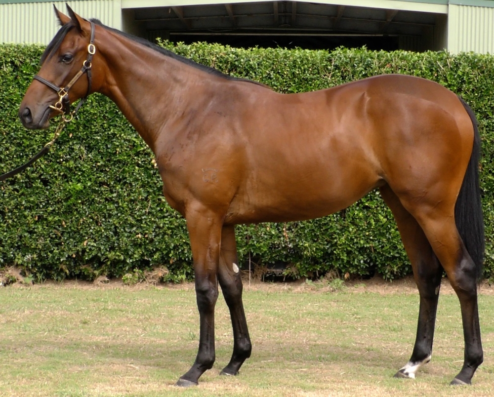 Brave Smash (JPN) / Dylan's Deeva (AUS) 2024 Filly - Image 1