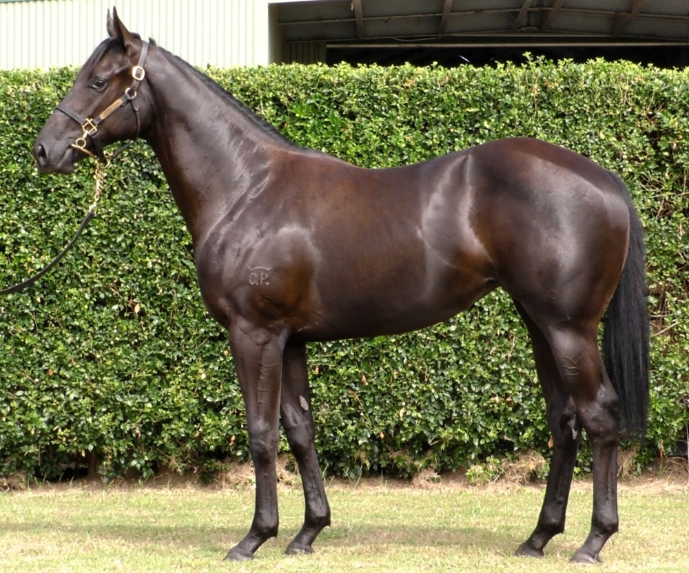 Pierata (AUS) / Faroe (AUS) 2024 Filly - Image 1