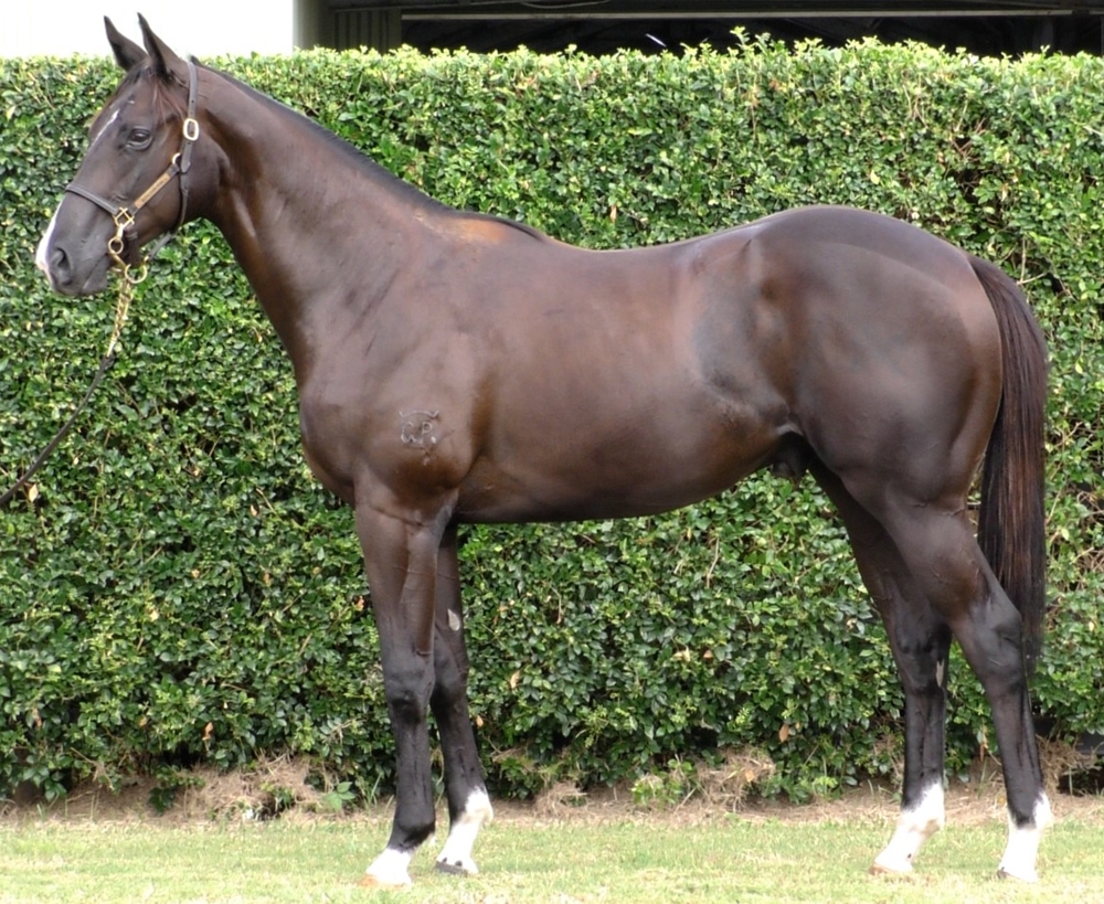 North Pacific (AUS) / Lady Austen (AUS) 2024 Colt - Image 1