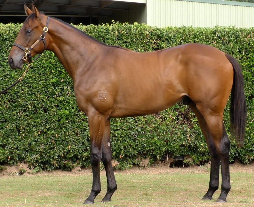 In the Congo (AUS) / Montelena (AUS) 2024 Colt - Image 1
