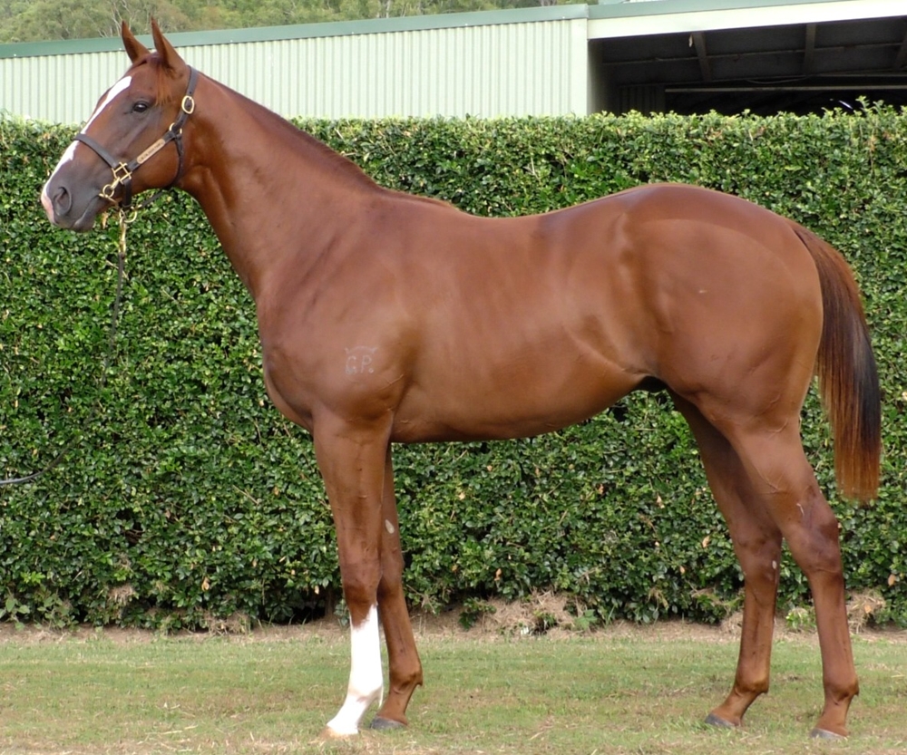 Anders (AUS) / One Peso (AUS) 2024 Colt - Image 1