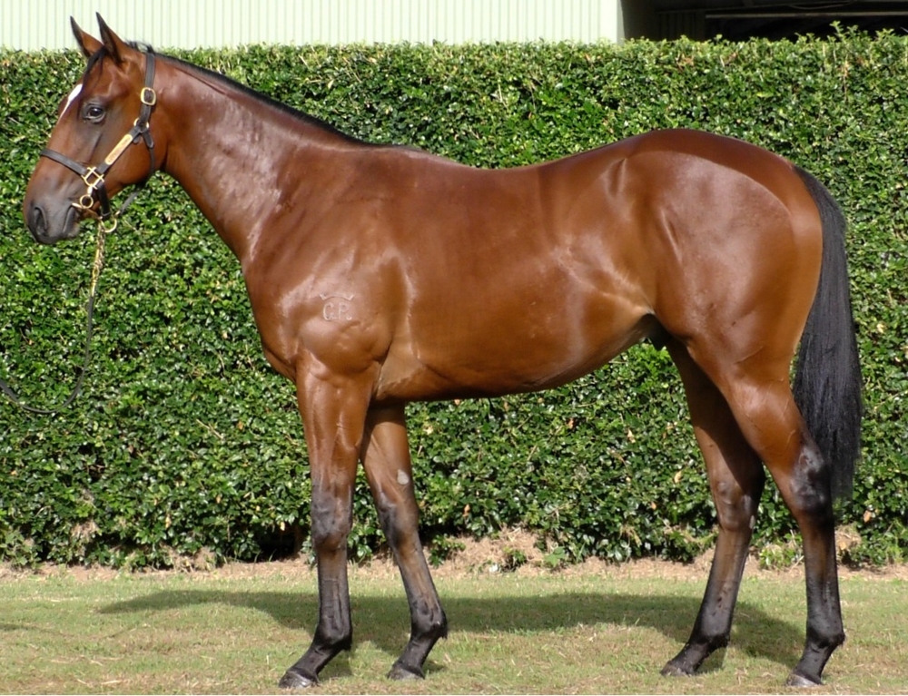 Wild Ruler (AUS) / Queen Sweeper (AUS) 2024 Colt - Image 1