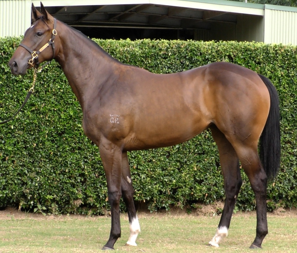Zousain (AUS) / Rose of Traveston (AUS) 2024 Filly - Image 1
