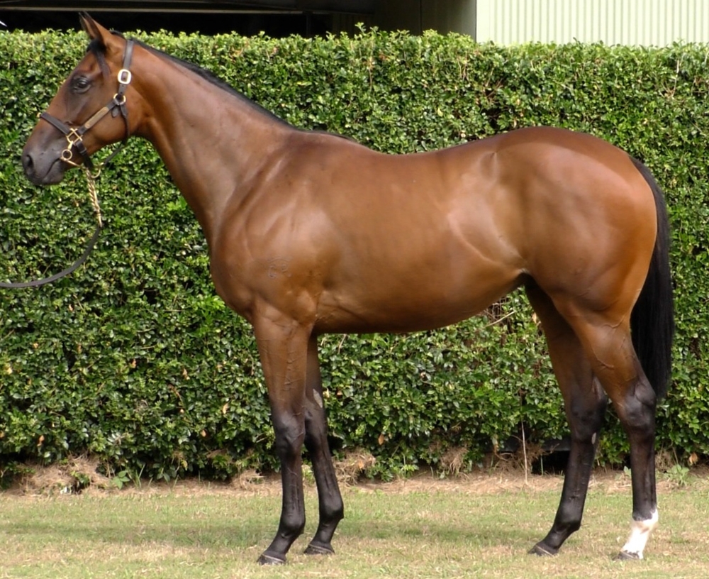 North Pacific (AUS) / Tibrogargan Miss (AUS) 2024 Filly - Image 1
