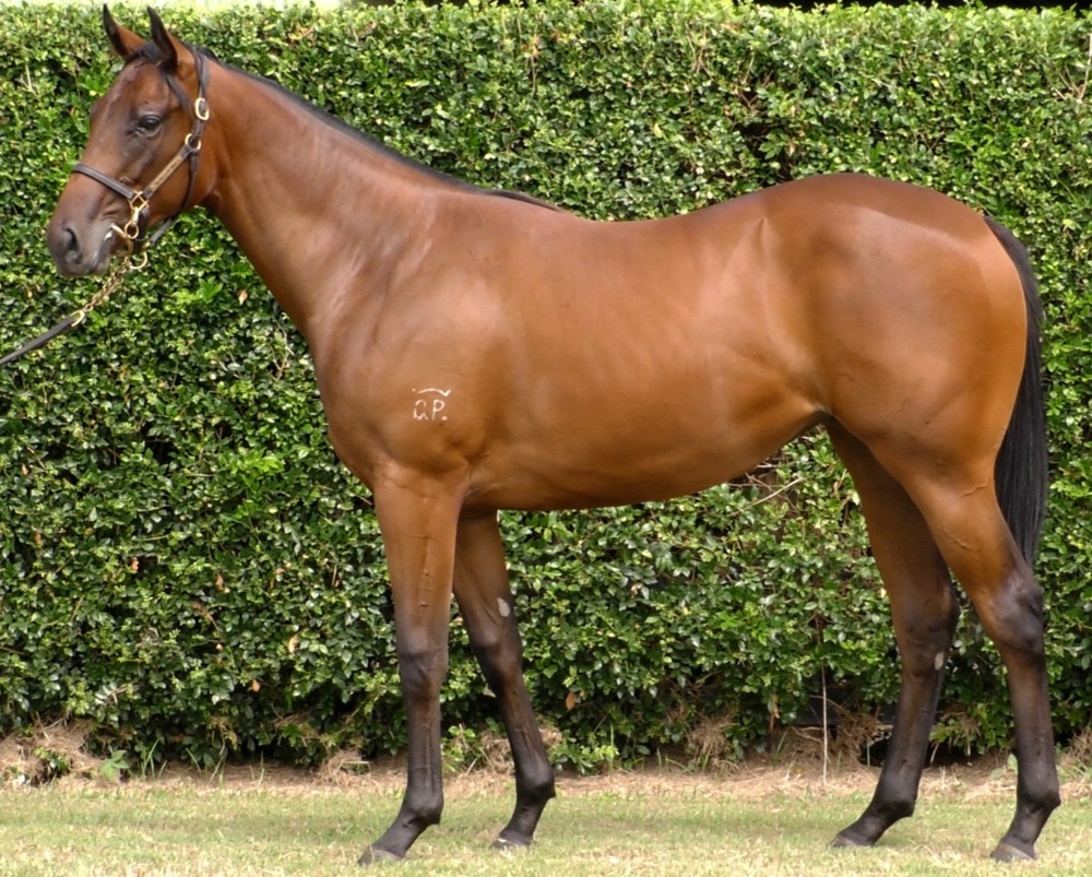 Exceedance (AUS) / Treatmelikealady (AUS) 2024 Filly - Image 1