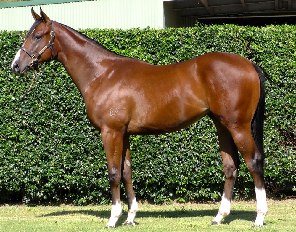 Bivouac (AUS) / Zoofari (AUS) 2024 Colt - Image 1