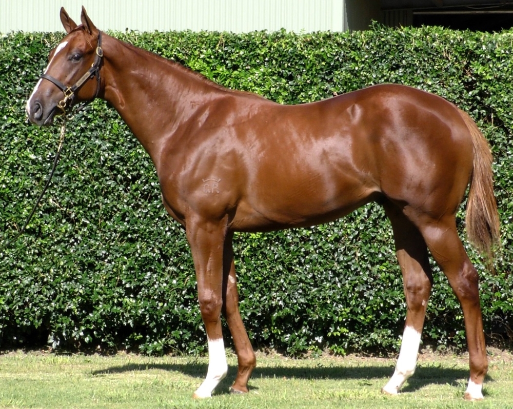 Capitalist (AUS) / Raise Up (AUS) 2024 Colt - Image 1