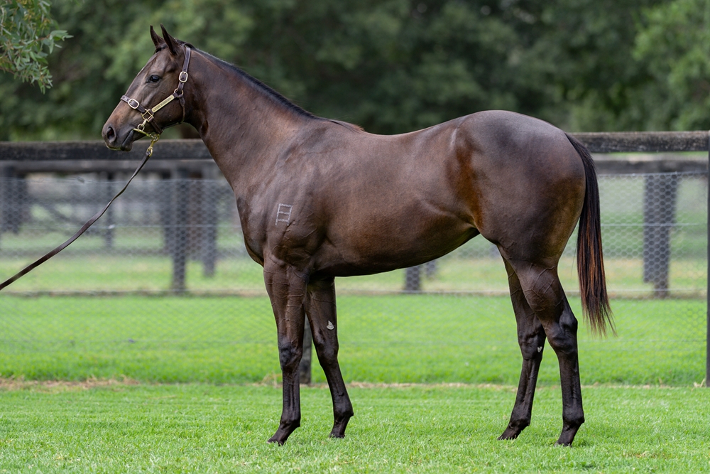 Artorius (AUS) / Zanzidance (AUS) 2024 Filly - Image 1