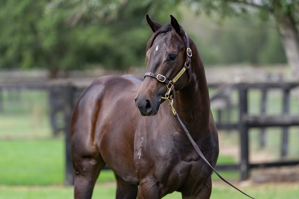 Artorius (AUS) / Zanzidance (AUS) 2024 Filly - Image 2