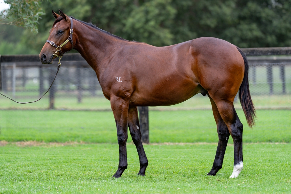 Tassort (AUS) / Diamond Ring (AUS) 2024 Colt - Image 1