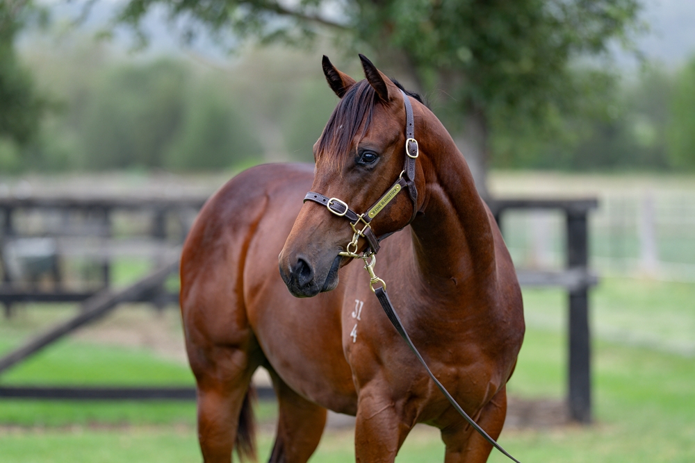 Tassort (AUS) / Diamond Ring (AUS) 2024 Colt - Image 2