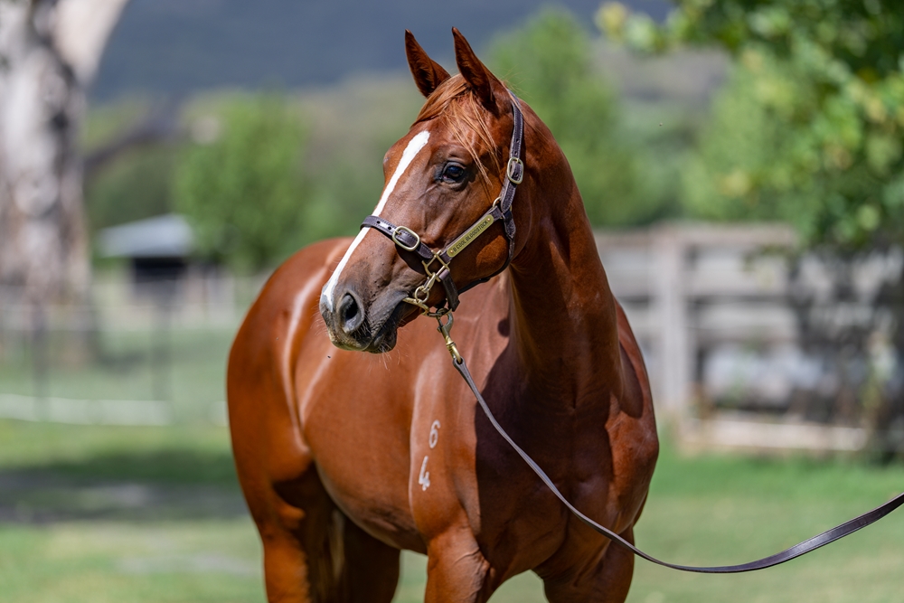 Dirty Work (AUS) / Etoile Celebre (NZ) 2024 Filly - Image 2