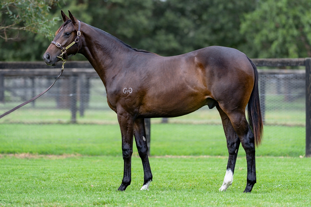North Pacific (AUS) / Miss Delveen (AUS) 2024 Colt - Image 1