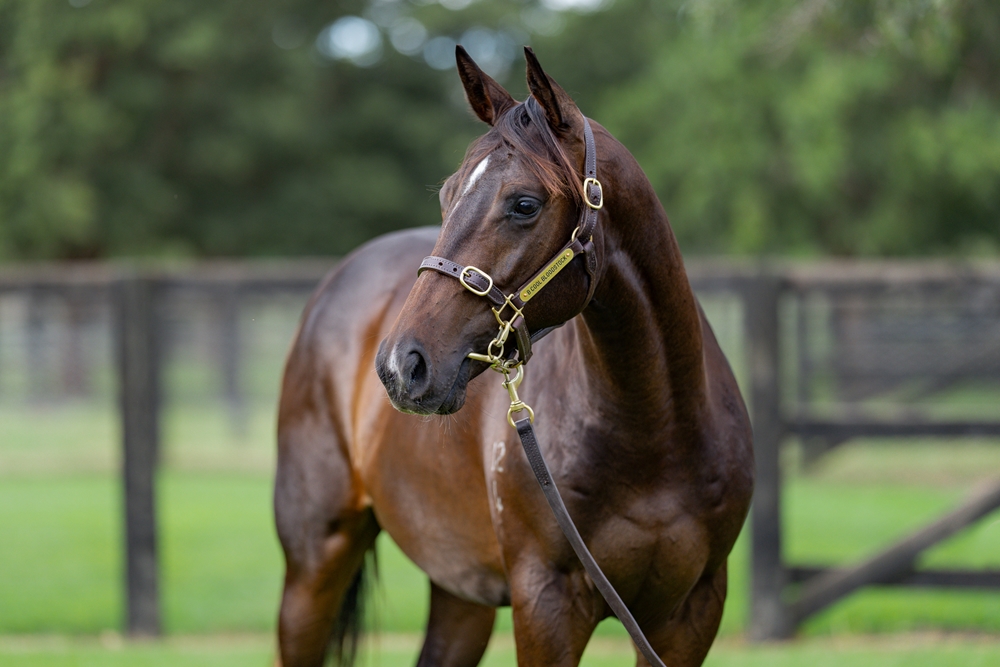 North Pacific (AUS) / Miss Delveen (AUS) 2024 Colt - Image 2