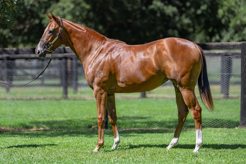 Written By (AUS) / Not a Happy Camper (AUS) 2024 Filly - Image 1