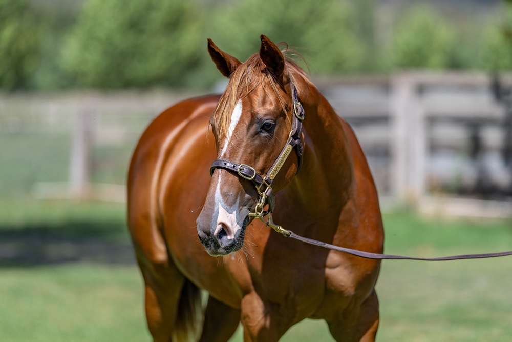 Written By (AUS) / Not a Happy Camper (AUS) 2024 Filly - Image 2