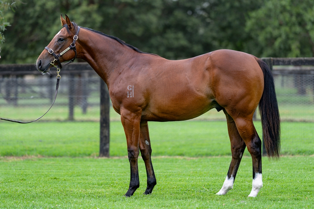 Best of Bordeaux (AUS) / Rebel Sister (AUS) 2024 Colt - Image 1