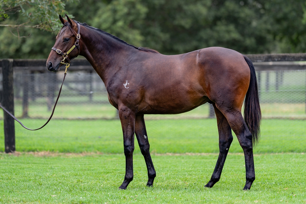 Savabeel (AUS) / Vihari (AUS) 2024 Colt - Image 1