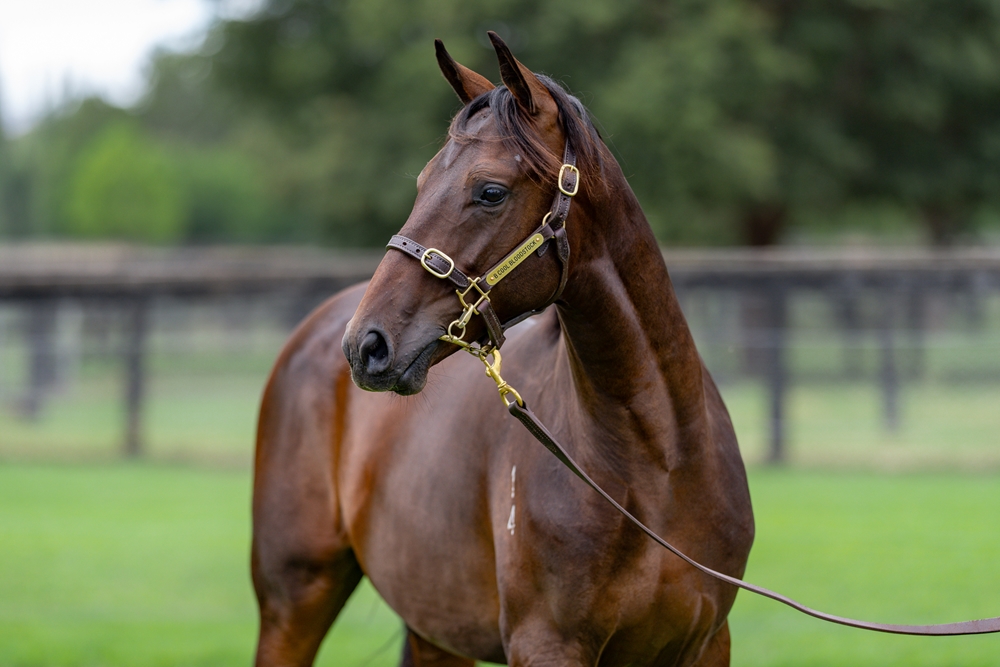 Savabeel (AUS) / Vihari (AUS) 2024 Colt - Image 2