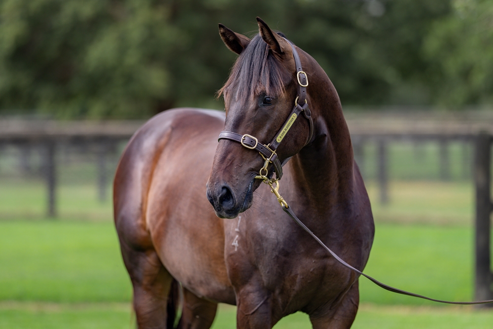 So You Think (NZ) / Sweet Fire (AUS) 2024 Colt - Image 2