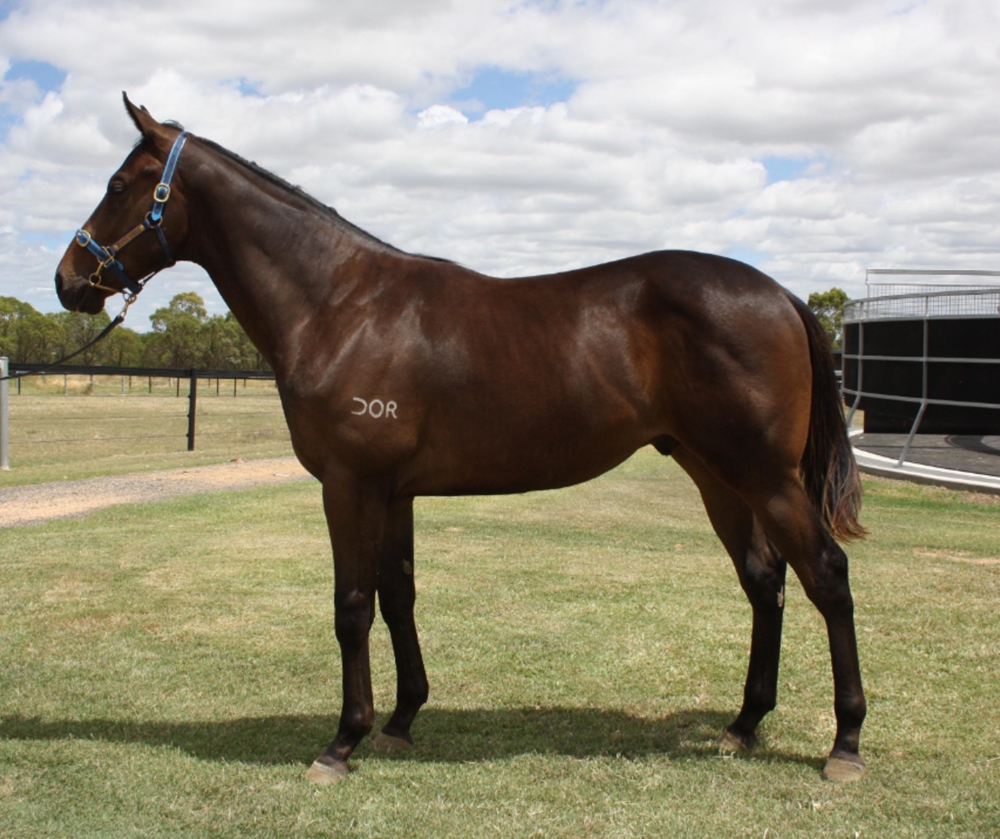 Pride of Dubai (AUS) / Howwonderfullifeis (AUS) 2024 Colt - Image 1