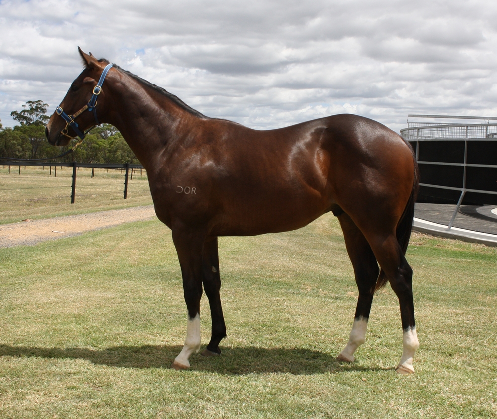 Spirit of Boom (AUS) / Little River (AUS) 2024 Colt - Image 1