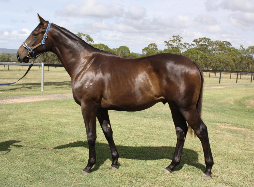 North Pacific (AUS) / Rock on Ivy (NZ) 2024 Colt - Image 1