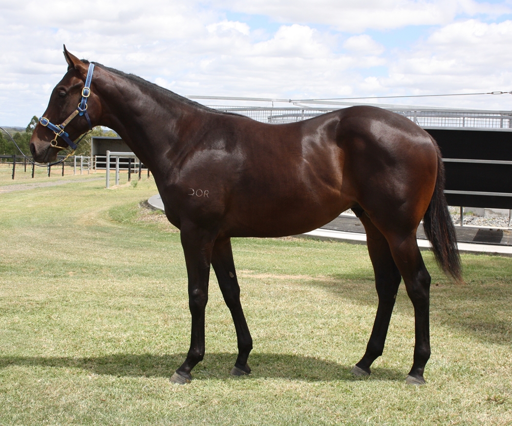 Spirit of Boom (AUS) / She's at Regatta (AUS) 2024 Colt - Image 1