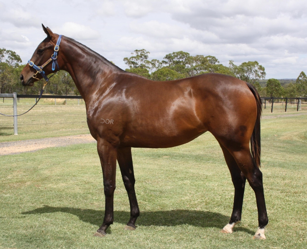 Exceedance (AUS) / Special Bid (NZ) 2024 Filly - Image 1