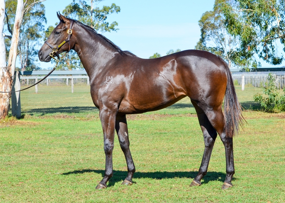 Tassort (AUS) / Expensa (AUS) 2024 Filly - Image 1