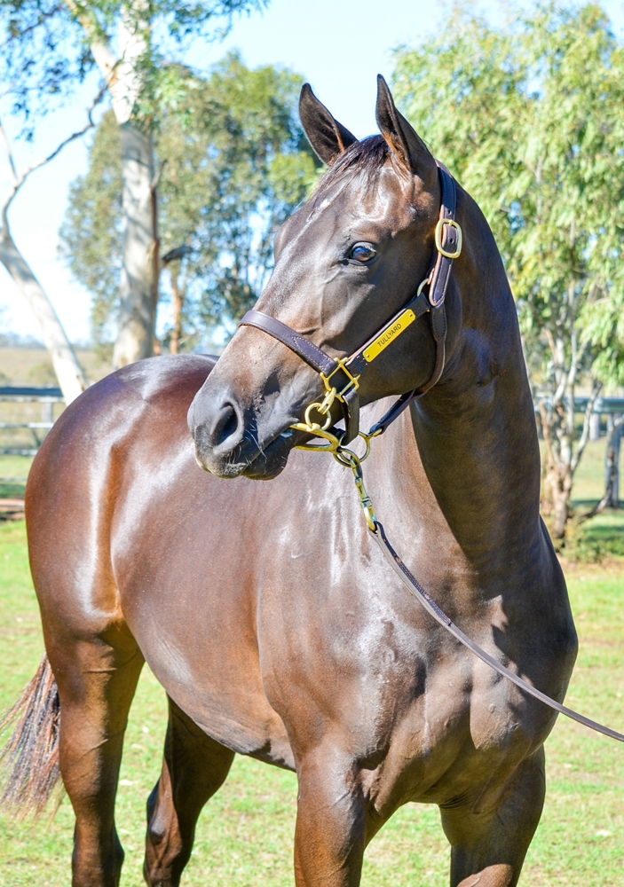 Tassort (AUS) / Expensa (AUS) 2024 Filly - Image 2