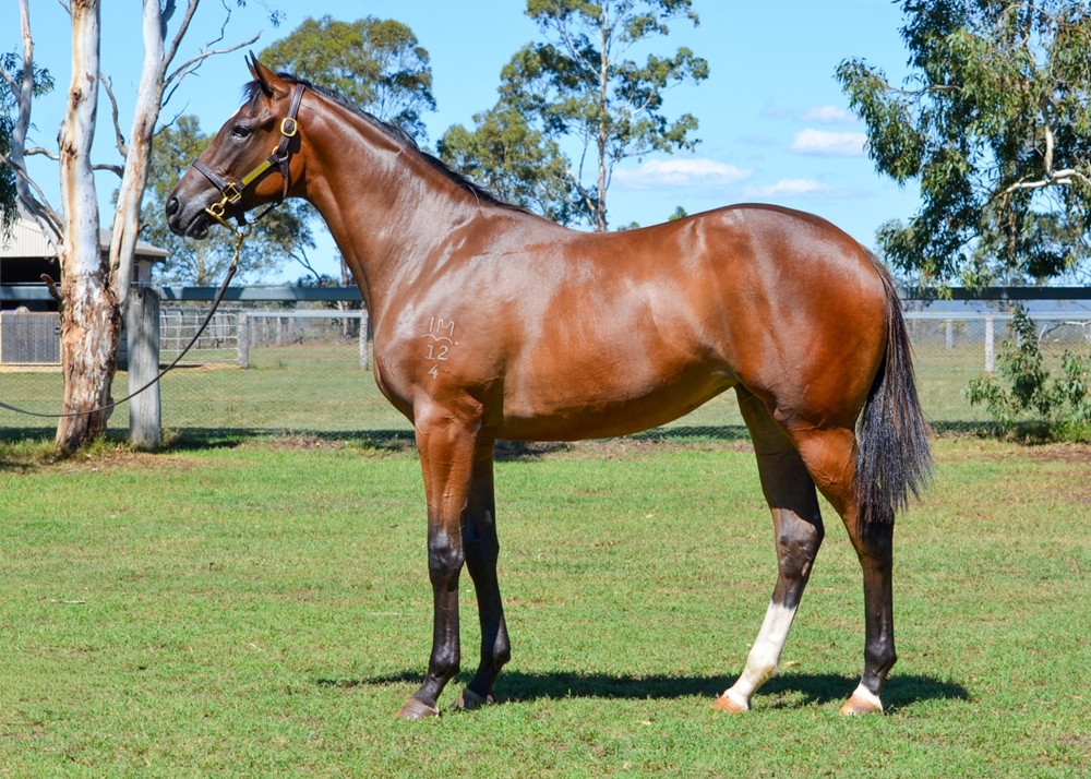 So You Think (NZ) / Rhiannons Girl (AUS) 2024 Filly - Image 1