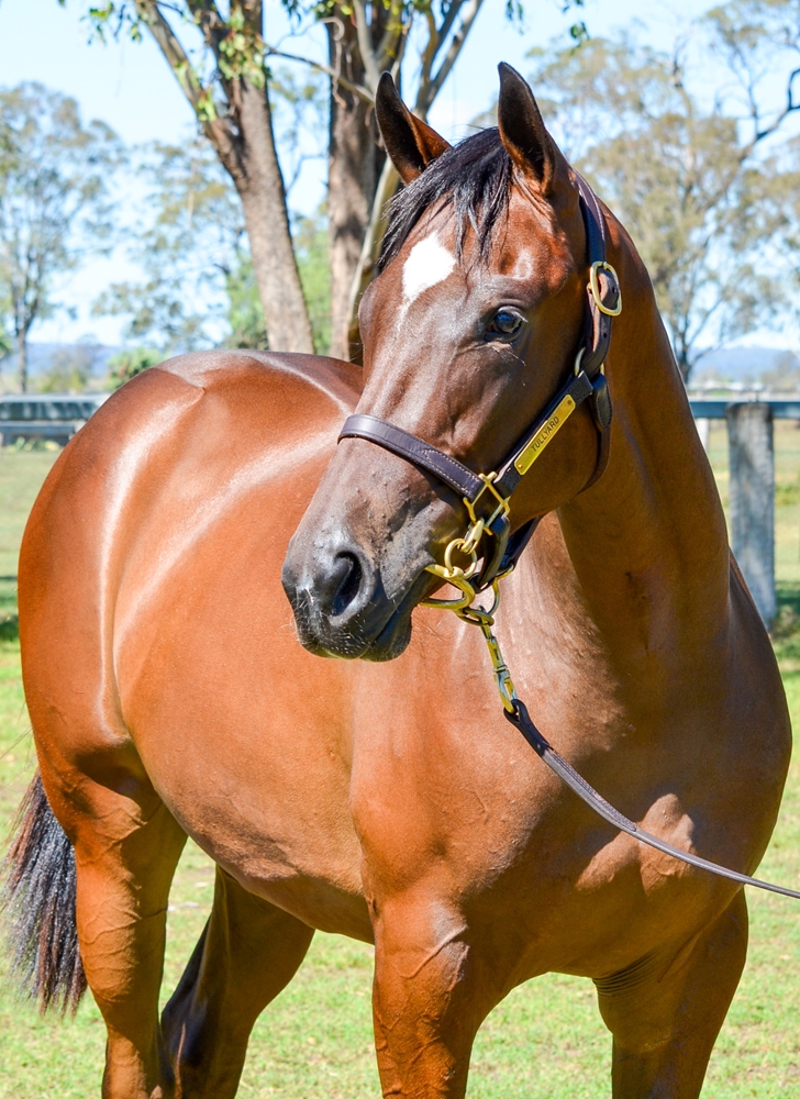 So You Think (NZ) / Rhiannons Girl (AUS) 2024 Filly - Image 2