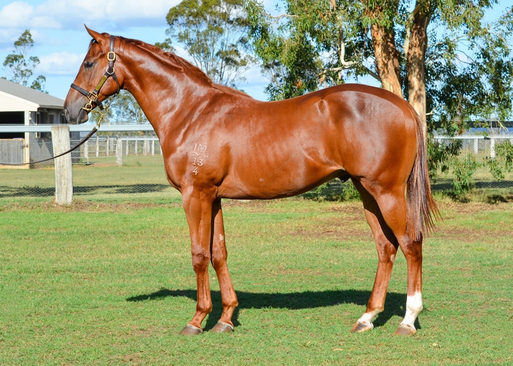 Written By (AUS) / Seasonal Chaos (AUS) 2024 Colt - Image 1