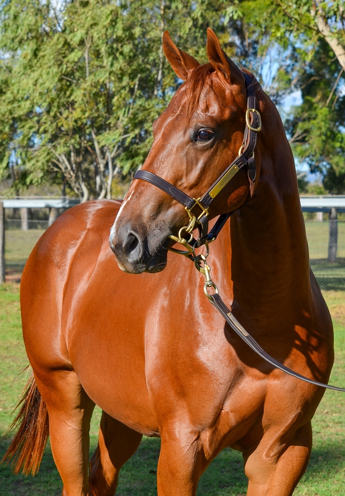 Written By (AUS) / Seasonal Chaos (AUS) 2024 Colt - Image 2