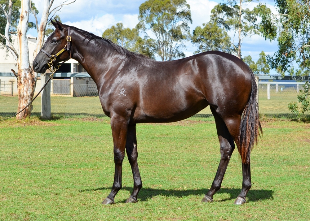 Tassort (AUS) / Tempting (AUS) 2024 Filly - Image 1