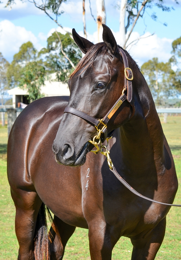 Tassort (AUS) / Tempting (AUS) 2024 Filly - Image 2