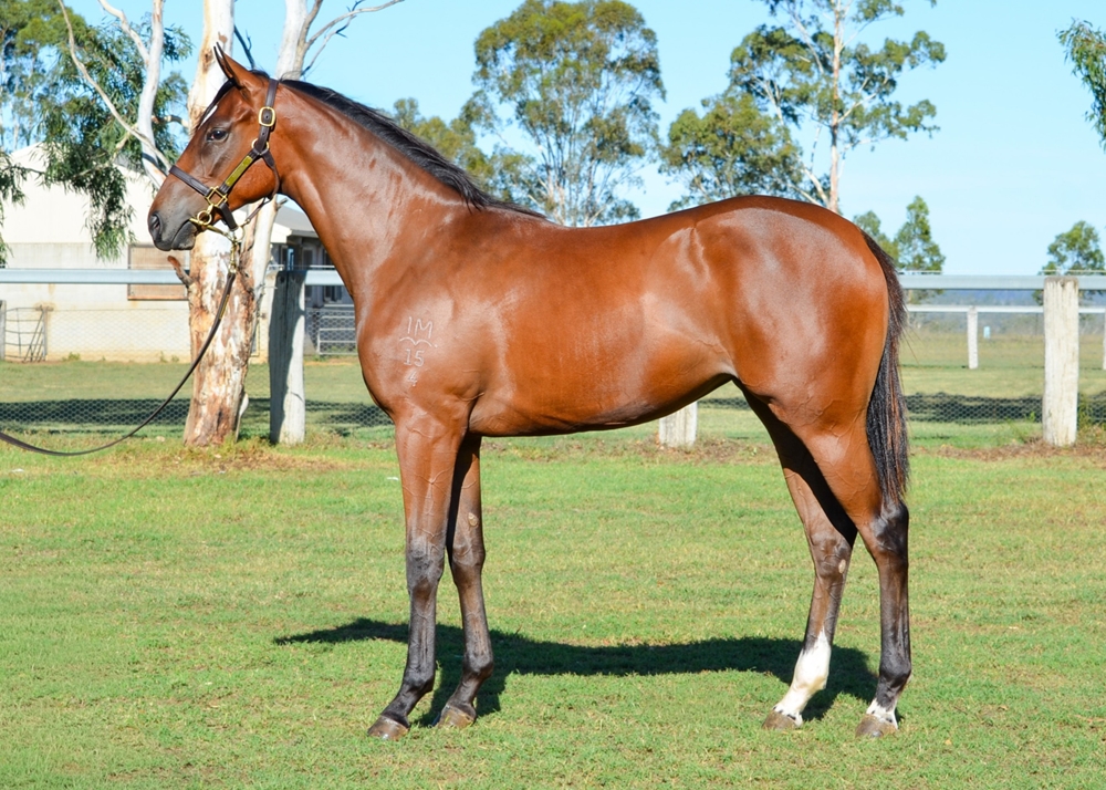 Pierro (AUS) / Twilight Bay (AUS) 2024 Filly - Image 1