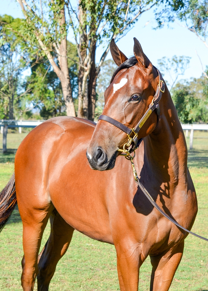 Pierro (AUS) / Twilight Bay (AUS) 2024 Filly - Image 2