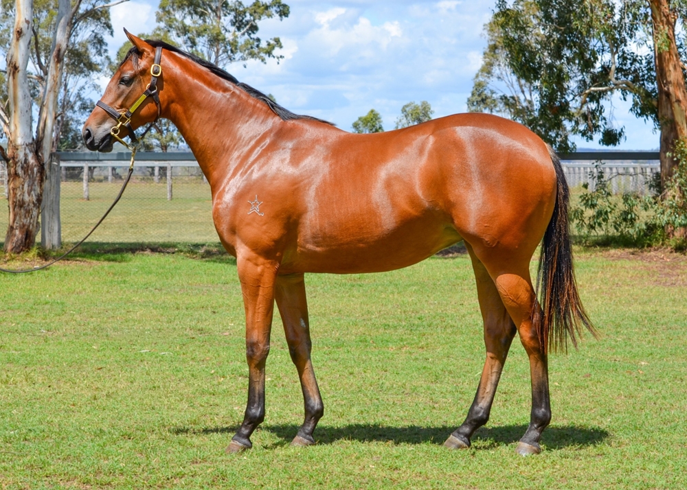 State of Rest (IRE) / Vital Source (AUS) 2024 Filly - Image 1